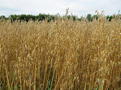 parts of grain photo